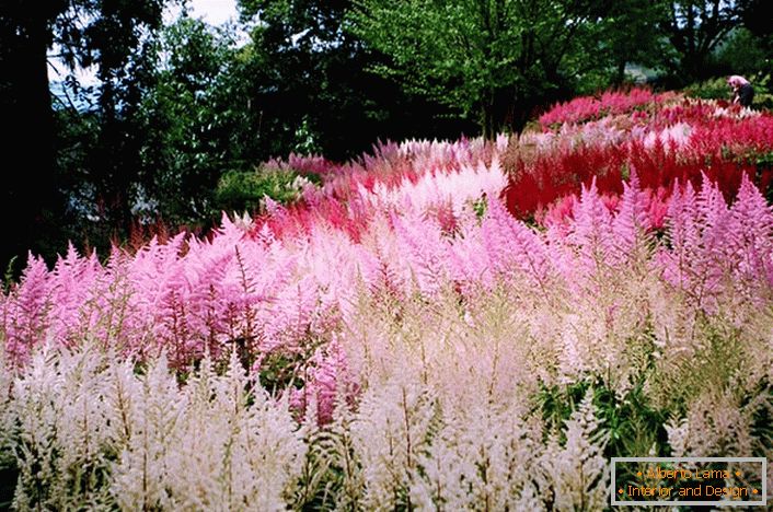 Las inflorescencias de carmesí blanco, rosa y brillante se combinan armoniosamente en la imagen general del diseño del paisaje.