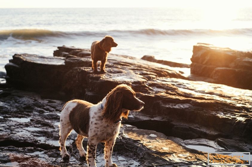 Perros en la costa