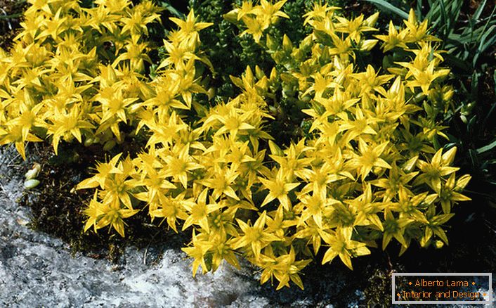 Las inflorescencias de color amarillo brillante de una de las especies de la familia de los arbustos ornamentales son escorias acres.
