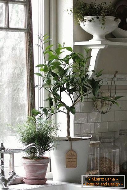 Plantas en el interior de la cocina
