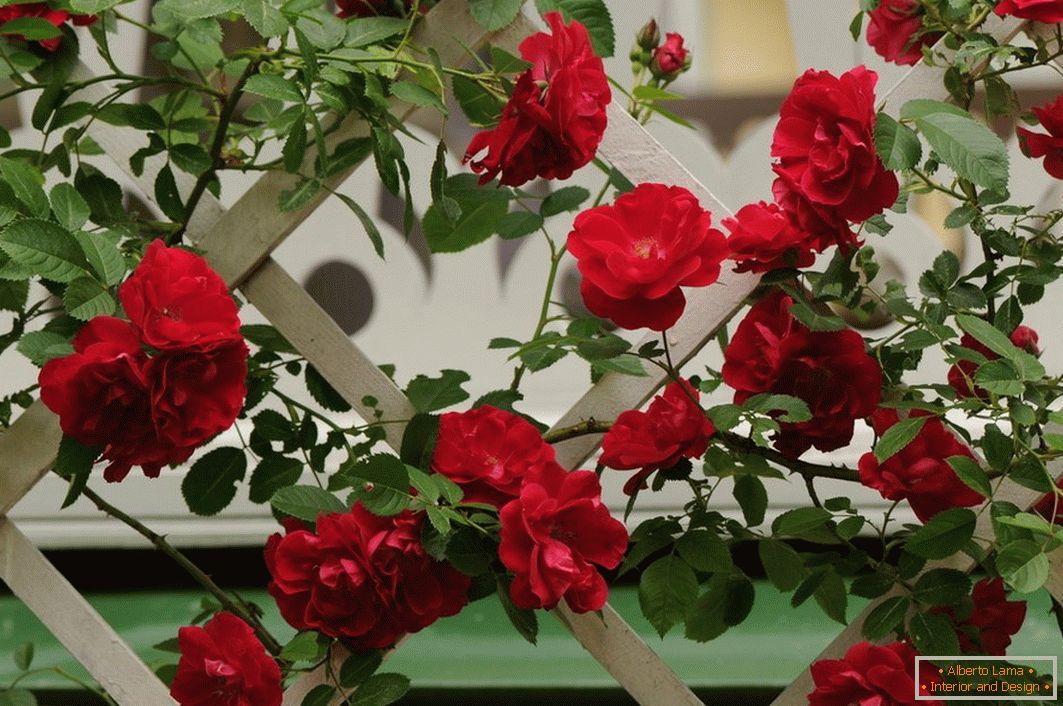 Una rosa de mimbre en un parche decorativo