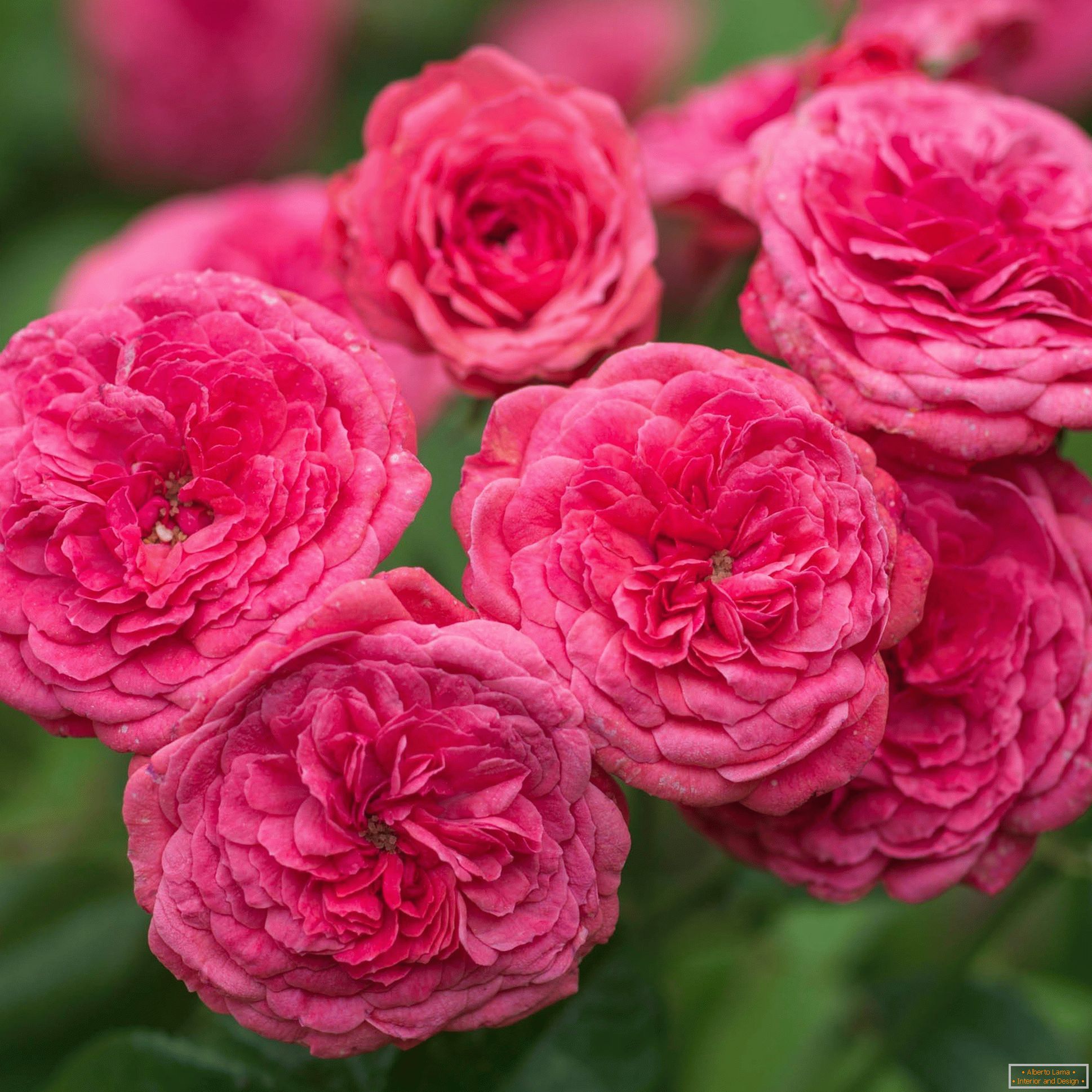 Brillantes rosas dobles rosas