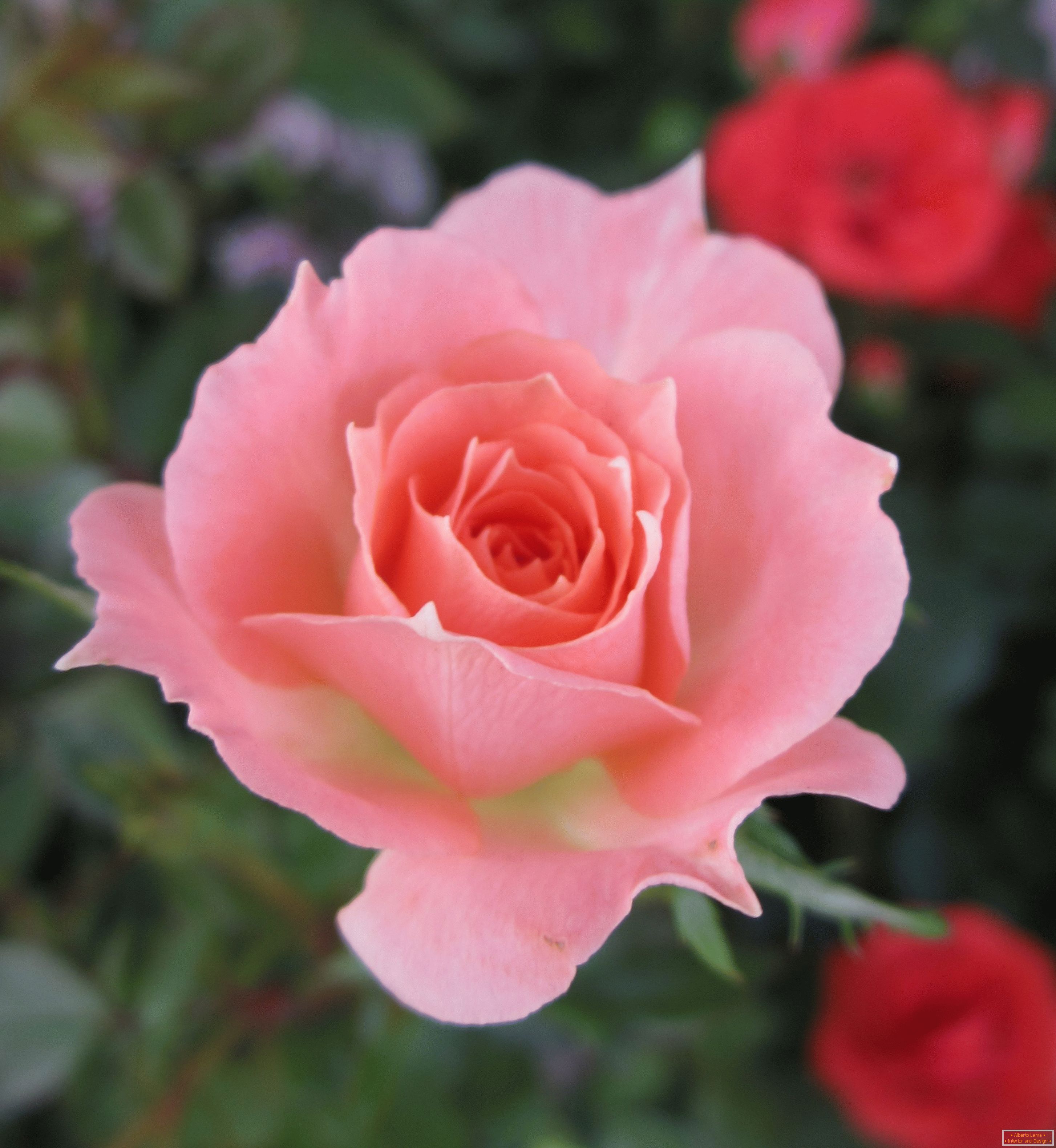 Rosa de un tono rosado en un ambiente de flores rojas