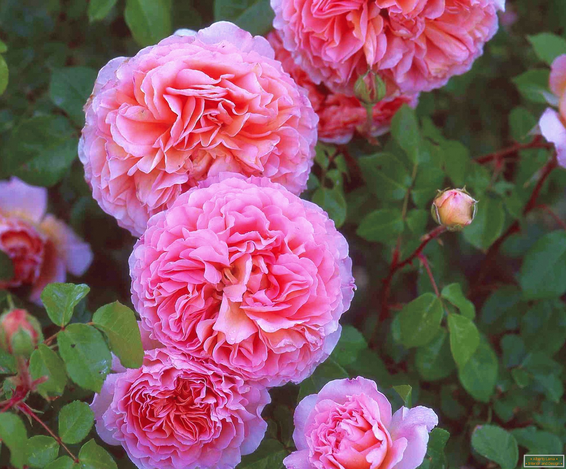 Rosas rosas dobles