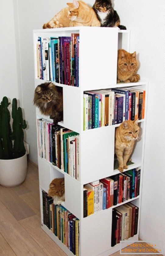 Estantes para gatos в книжном стеллаже