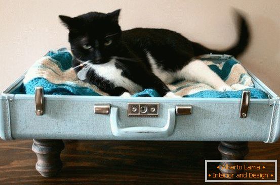 Lugar para un gato de una maleta