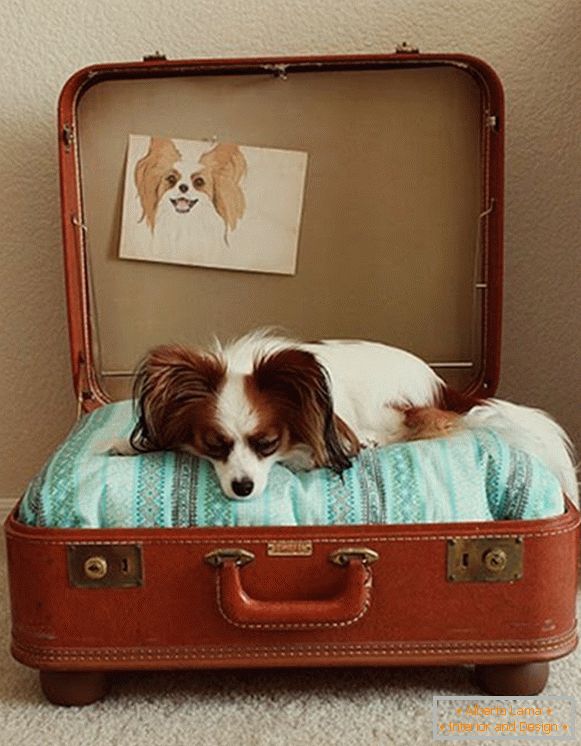 Lugar para un perro de una maleta