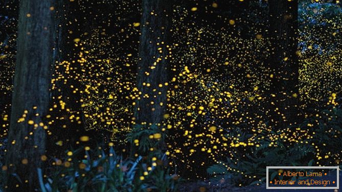Fabulosas luciérnagas doradas del fotógrafo japonés Yuki Karo
