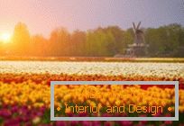Tulipmania o coloridos campos de tulipanes en Holanda