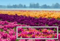 Tulipmania o coloridos campos de tulipanes en Holanda