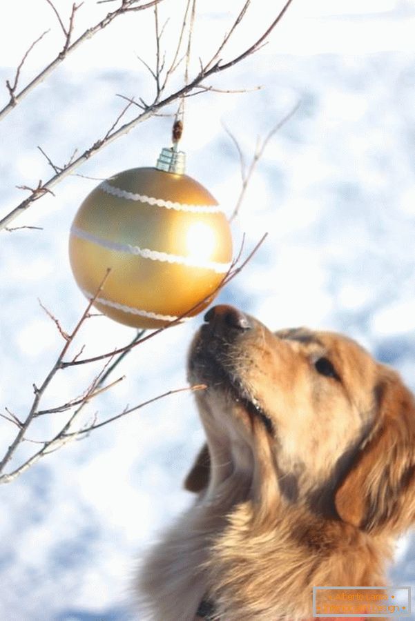 Juguetes dorados en el árbol de Navidad 2014