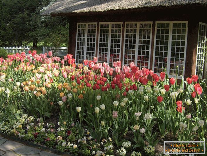 Tulipanes en el patio de la casa