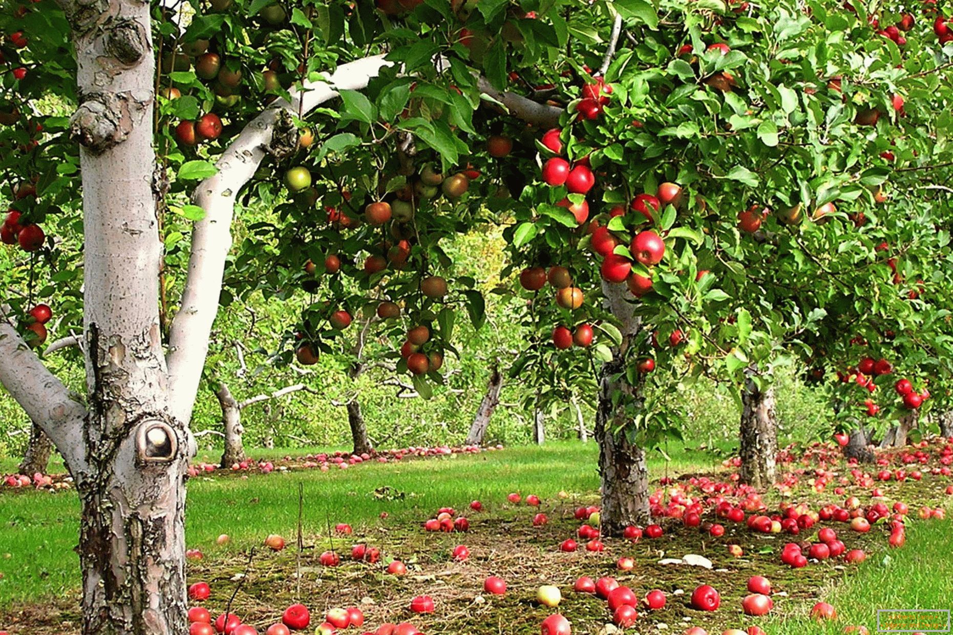 Jardín de manzanos en el campo