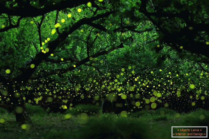 Fotos mágicas de luciérnagas en Nagoya, Japón