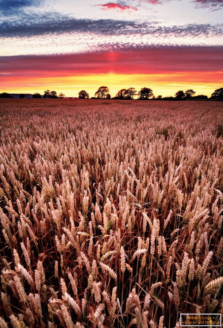 Puesta de sol en el campo de trigo, fotógrafo Joe Daniel Price