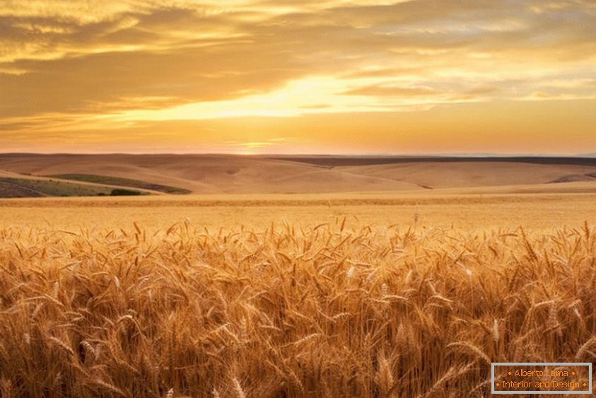 Campo de trigo dorado del fotógrafo Brent Elsberry