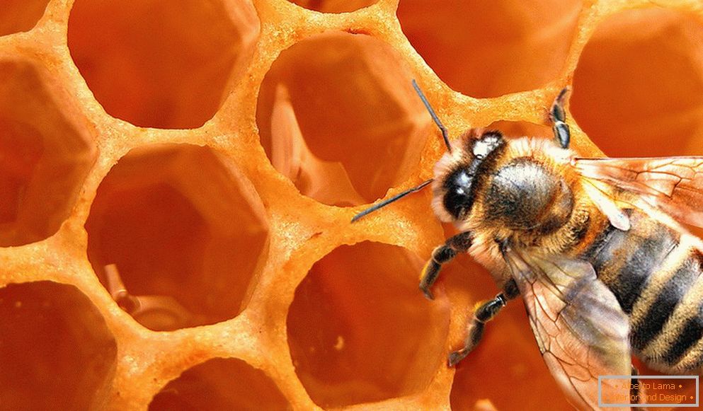 Panal de abeja